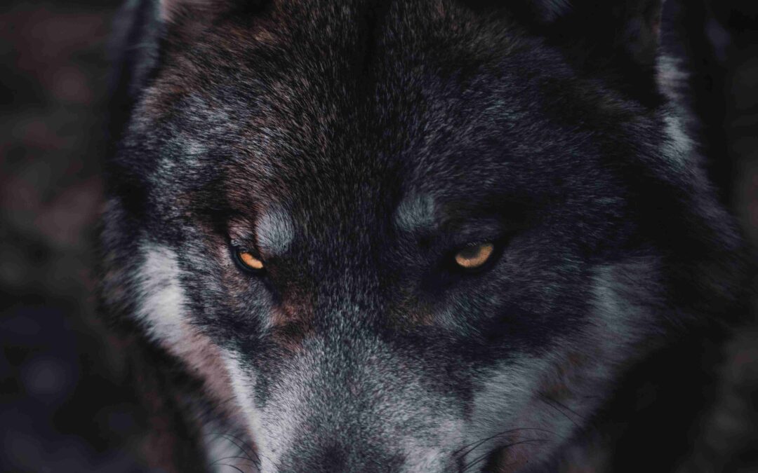 Stories From 70 Weeks of Prayer – Wolves