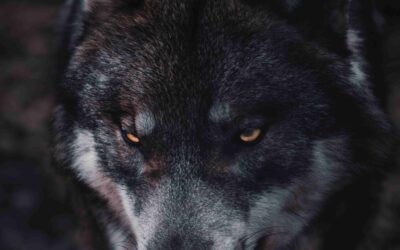 Stories From 70 Weeks of Prayer – Wolves