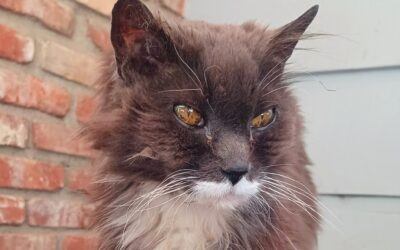 A Cat Tale of Trouble and Comfort